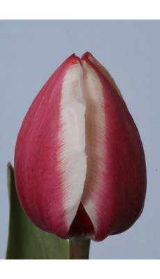 OLLIOULES